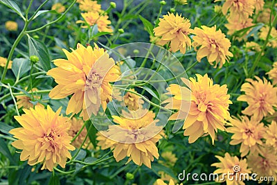 Rudbeckia laciniata. Yellow flowers Stock Photo