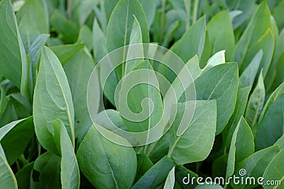 Rudbeckia maxima Stock Photo