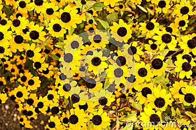 Rudbeckia triloba Stock Photo