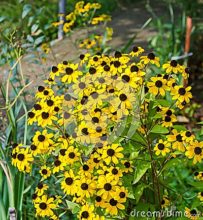 Rudbeckia triloba yellow flowers (browneyed Susan, brown-eyed Susan, thin-leaved coneflower, three-leaved coneflower) Stock Photo