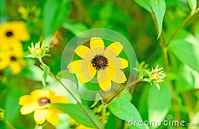 Rudbeckia triloba yellow flowers Stock Photo