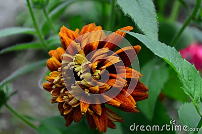 Rudbekia hairy - a herbaceous plant, a species of the genus Rudbeckia of the family Compositae Stock Photo