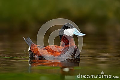 Ruddy Duck, Oxyura jamaicensis, with beautiful green and red coloured water surface. Male of brown duck with blue bill. Wildlife s Stock Photo