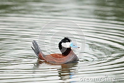 Ruddy Duck (Oxyura jamaicensis) Stock Photo