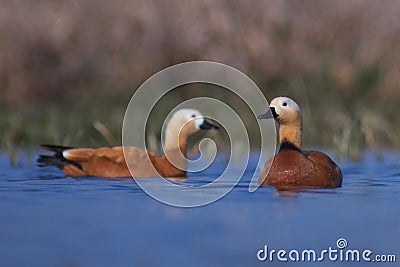 Ruddy Shelduck Stock Photo