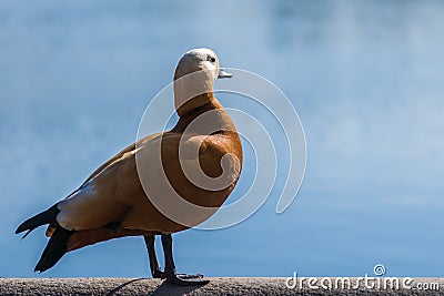 Ruddy Shelduck Stock Photo