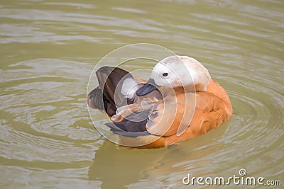 Ruddy shelduck swimming on lake Stock Photo