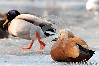 Ruddy shelduck ,Tadorna ferruginea and Mallard Duck Stock Photo