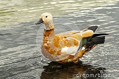 The ruddy shelduck Tadorna ferruginea is a member of the family Anatidae. It`s a waterfowl. Beautiful young ruddy shelduck stand Stock Photo