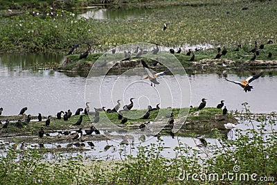 Ruddy Shelducks and Flock Local, Migratory Birds in the Wetland of India Stock Photo