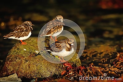 Ruddy Turnstone (Arenaria interpres) Stock Photo