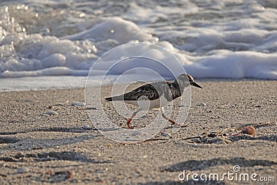 Ruddy Turnstone beach bird with sand and surf Stock Photo