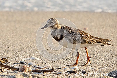 Ruddy Turnstone beach bird with shells, sand, and surf Stock Photo