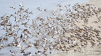 Ruddy Turnstones, Red Knots, Semipalmated Sandpipers, and Laughing Gulls taking flight Stock Photo