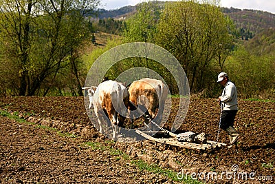 Rudimentary agriculture in a romanian village Editorial Stock Photo