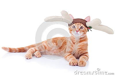 Rudolph Reindeer Cat Stock Photo