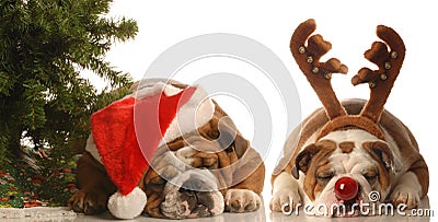 Rudolph and santa dogs Stock Photo