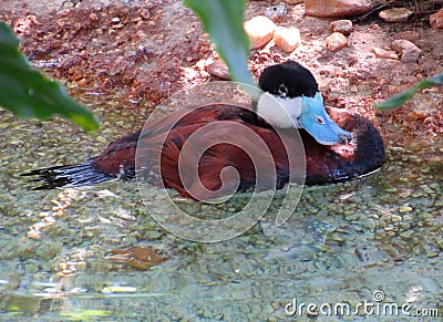 Closeup of Rudy Duck Wading in a Florida Pond Stock Photo