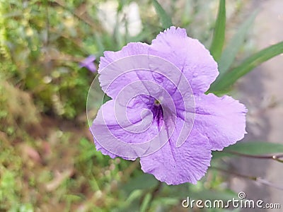 Ruellia flower Stock Photo