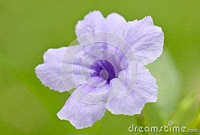 Ruellia Flower. Stock Photo