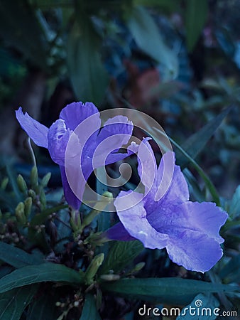 Ruellia flower kencana ungu Stock Photo