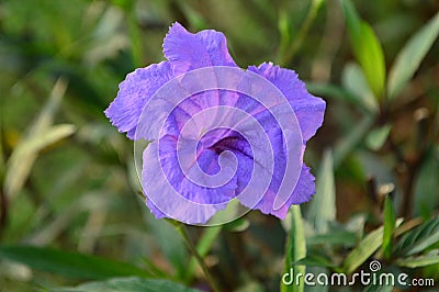 Ruellia flower Stock Photo