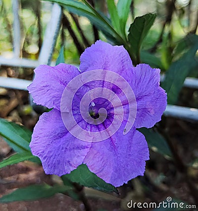 Ruellia flower, photographed up close using the portrait method, early morning at 06.09 am, September 18, 2021, Jakarta, Indonesia Stock Photo