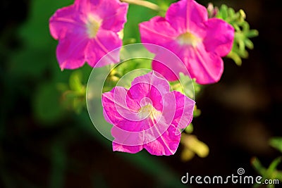 Ruellia Flower Purpel Colour with Macro Photography Stock Photo