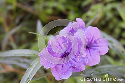 Ruellia flower Purple bloom Stock Photo