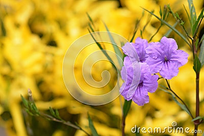 Ruellia flower Purple bloom (Ruellia tuberosa Linn. Waterkanon, Watrakanu, Feverroot, Popping pod) Stock Photo