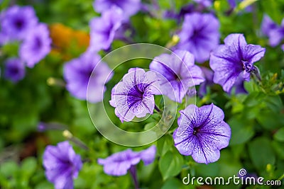 Ruellia humilis Petunia, purple flowers against a blurred background of greenery. Focus on the front flower Stock Photo