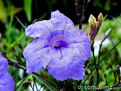 Ruellia Simplex Flower, Blooming Monsoon Stock Photo