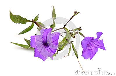 Ruellia simplex, the Mexican petunia, Mexican bluebell or Britton`s wild petunia. Isolated on white Stock Photo