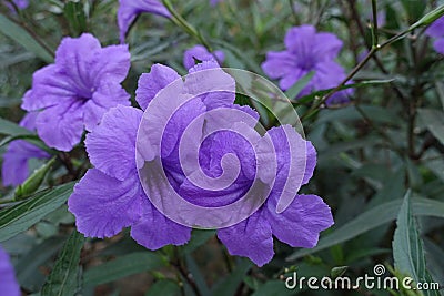 Ruellia squarrosa Stock Photo