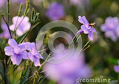 Ruellia tuberosa Brittoniana Mexican Petunia flower blooming with a flying bee Stock Photo