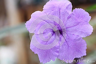 Ruellia tuberosa Stock Photo