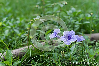 Ruellia tuberosa Stock Photo