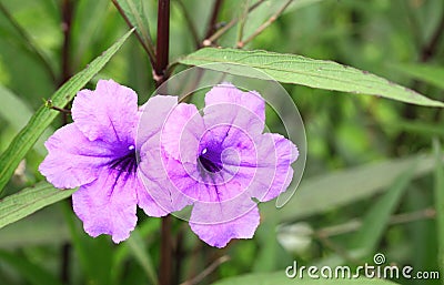 Ruellia tuberosa Linn. Stock Photo