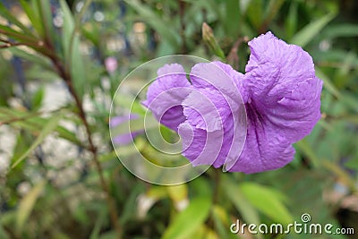 Ruellia tuberosa Stock Photo