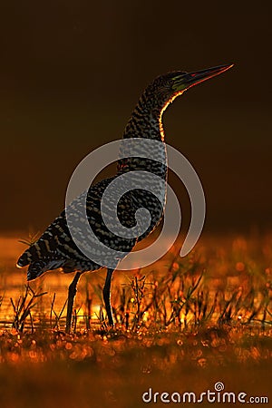 Rufescent Tiger-Heron, Tigrisoma lineatum, motteled bird with evening back light, in the nature habitat, Pantanal, Brazil Stock Photo