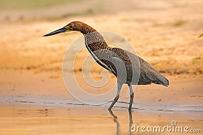 Rufescent Tiger-Heron, Tigrisoma lineatum, motteled bird with evening back light, in the nature habitat, Pantanal, Brazil. Water b Stock Photo