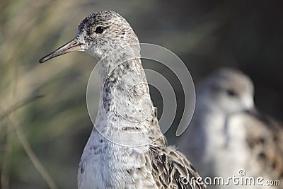 Ruff Stock Photo