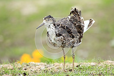 Ruff Stock Photo