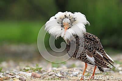 Ruff in breeding plumage Stock Photo