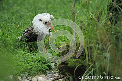 Ruff in breeding plumage Stock Photo