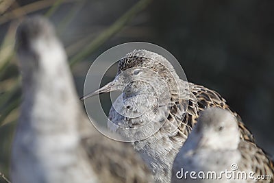 Ruff - Philomachus pugnax Stock Photo