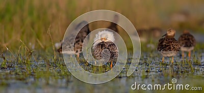 Ruff - Philomachus pugnax / Calidris pugnax Stock Photo