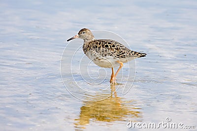 Ruff Wader Bird Stock Photo