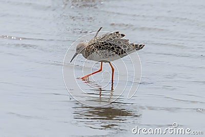 Ruff Wader Bird Philomachus pugnax Ruff in Water Stock Photo