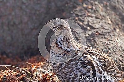 Ruffed grouse in camouflage in early spring in the wild Stock Photo